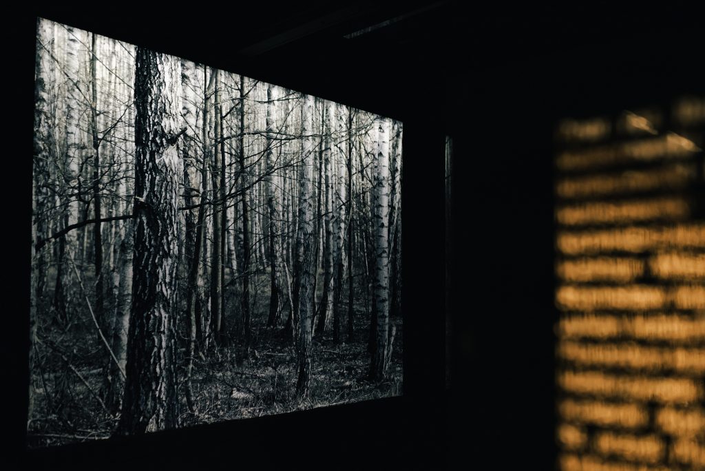 Zdjęcie przedstawia las wyświetlony z projektora obrazu przy wejściu na wystawę czasową