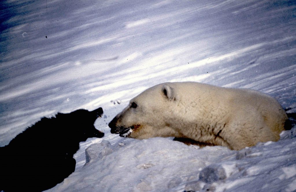 Biały niedźwiedź polarny leży na śniegu. Obok czarna sylwetka wilka.
