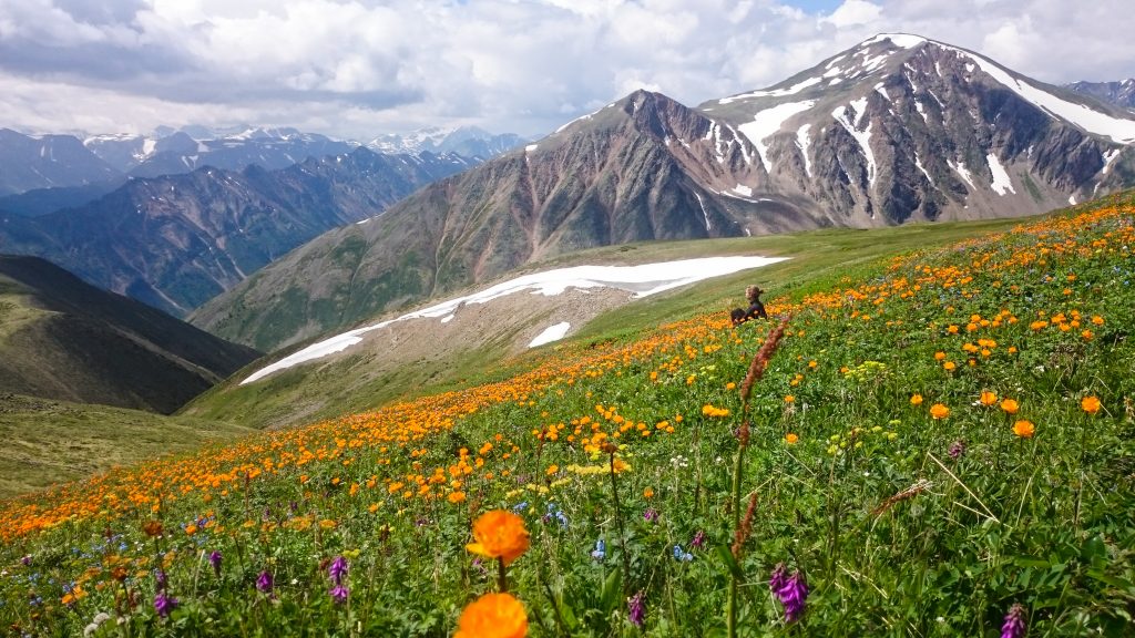 Młoda kobieta siedzi na ukwieconej górskiej łące. Na łące widać mnóstwo drobnych pomarańczowych kwiatków. W tle widać w oddali ośnieżone górskie szczyty.