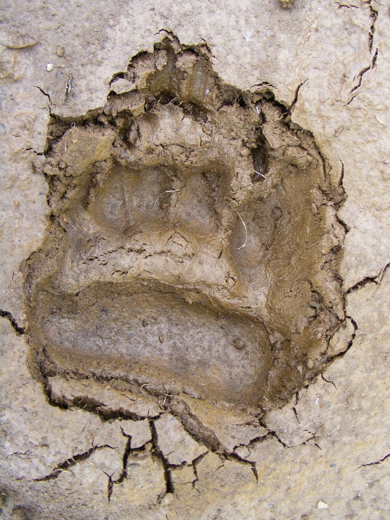 W gliniastej ziemi widoczny jest duży ślad drapieżnego zwierzęcia.